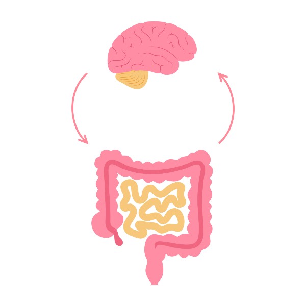 Connessione tra intestino e cervello