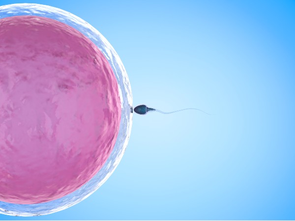 Come favorire fertilità - concept ovocita e spermatozoo - Più Medical
