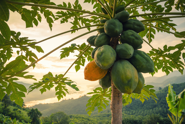 Concept per proprietà e benefici della papaya - Più Medical