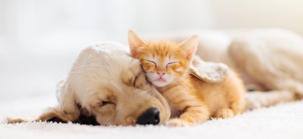 Concept per antiparassitario: cane e gatto dormono vicini - Più Medical