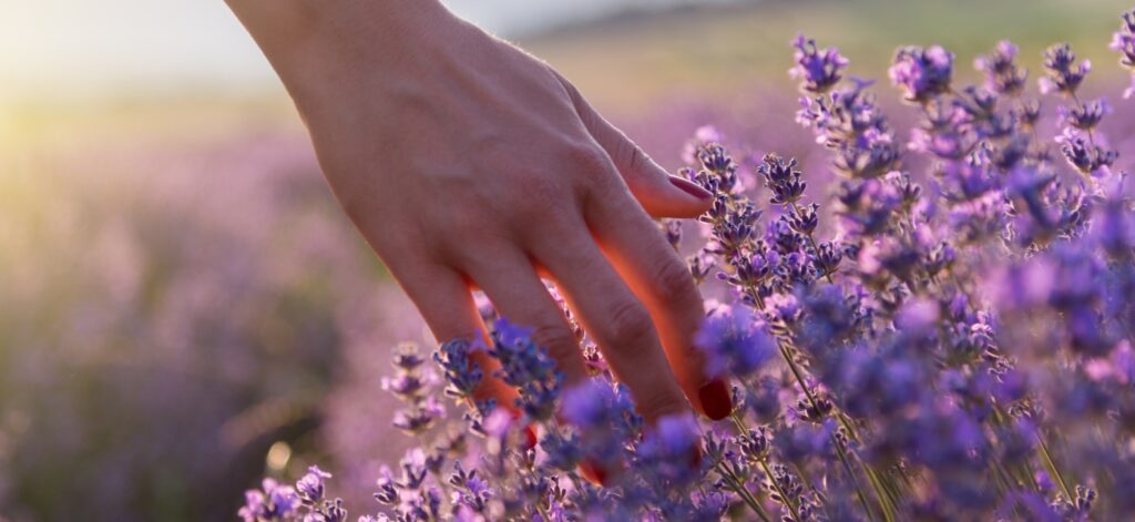 Concept per benefici lavanda: close up su mano di donna che tocca fiori di lavanda - Più Medical