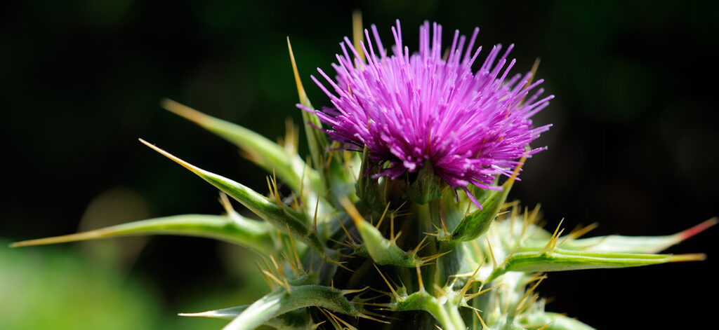 Concept per Cardo Mariano, detox per il fegato: fiore di cardo mariano - Più Medical