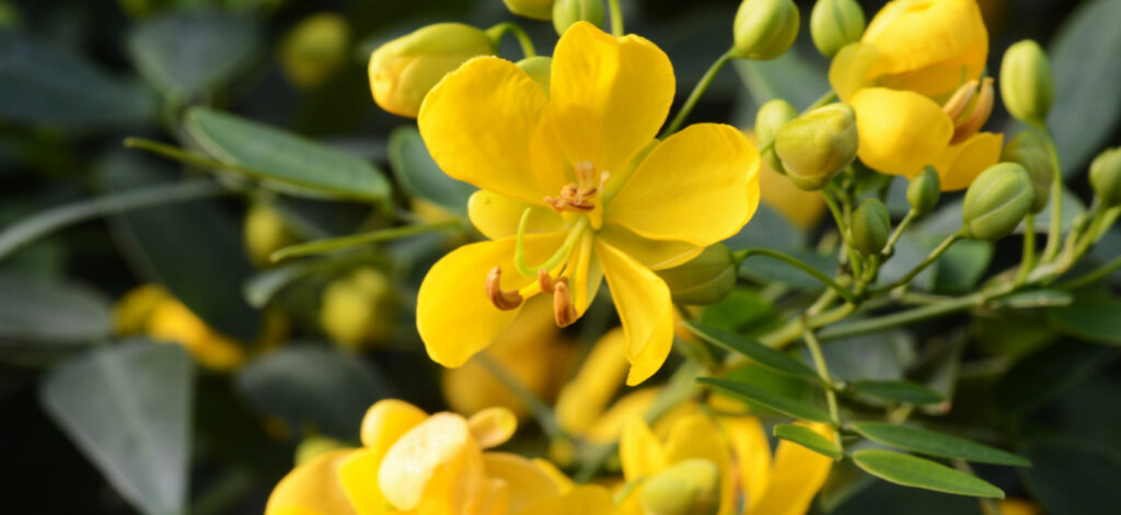 Close up di Senna (Cassia angustifolia Vahl) è una pianta conosciuta per le sue potenti proprietà lassative