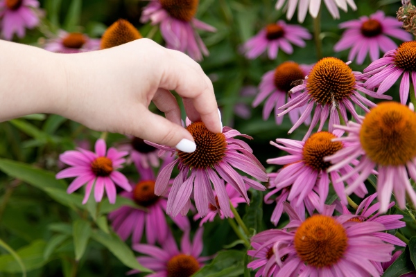 Concept per echinacea proprietà e integratori: close up dei fiori di echinacea