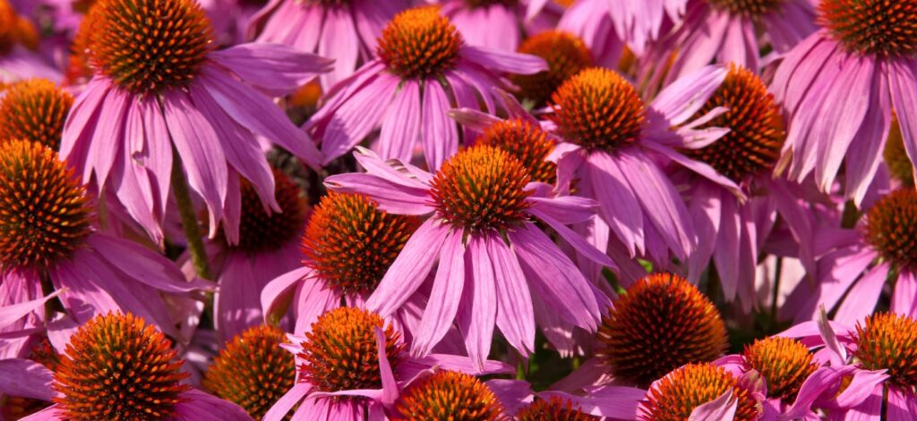 Concept per echinacea proprietà e integratori: close up dei fiori di echinacea